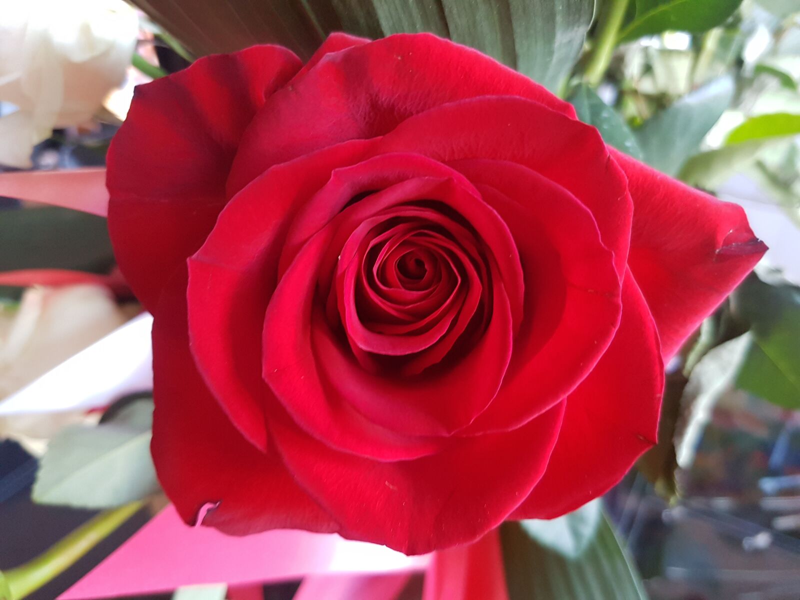 Samsung Galaxy S7 Edge sample photo. Rosa, red, flower photography