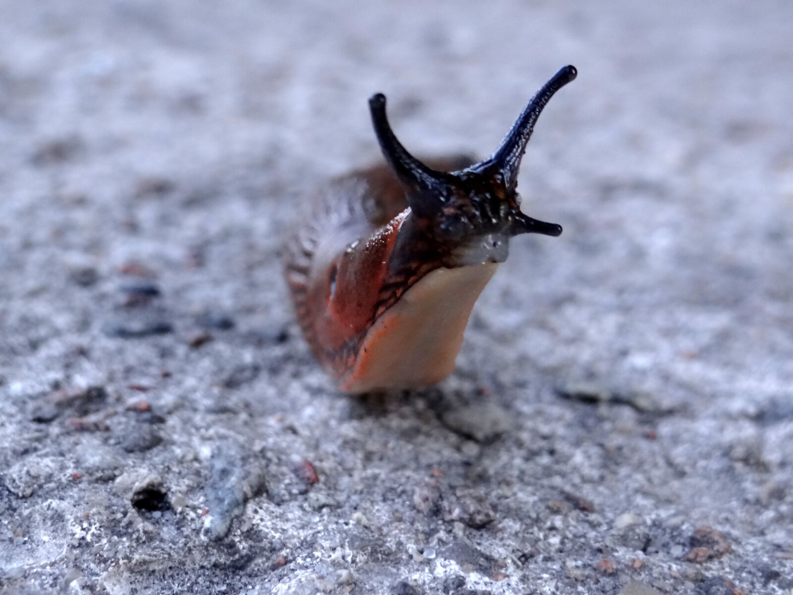 Sony DSC-HX200V sample photo. Snail, animal, nature photography