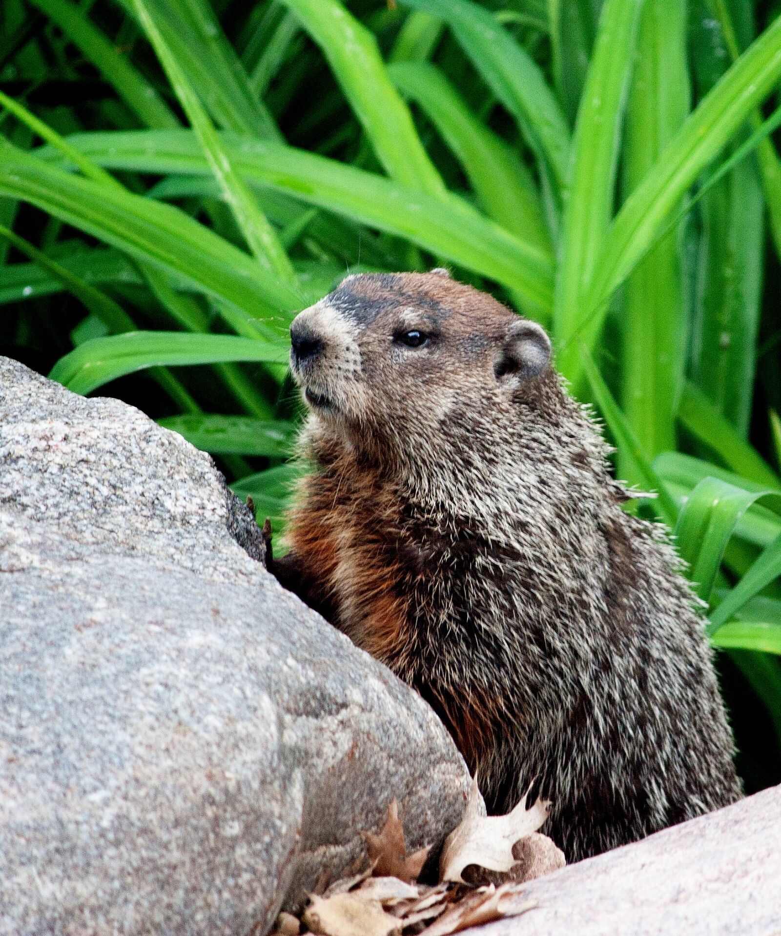 Canon EOS 20D sample photo. Rodent, animal, groundhog photography
