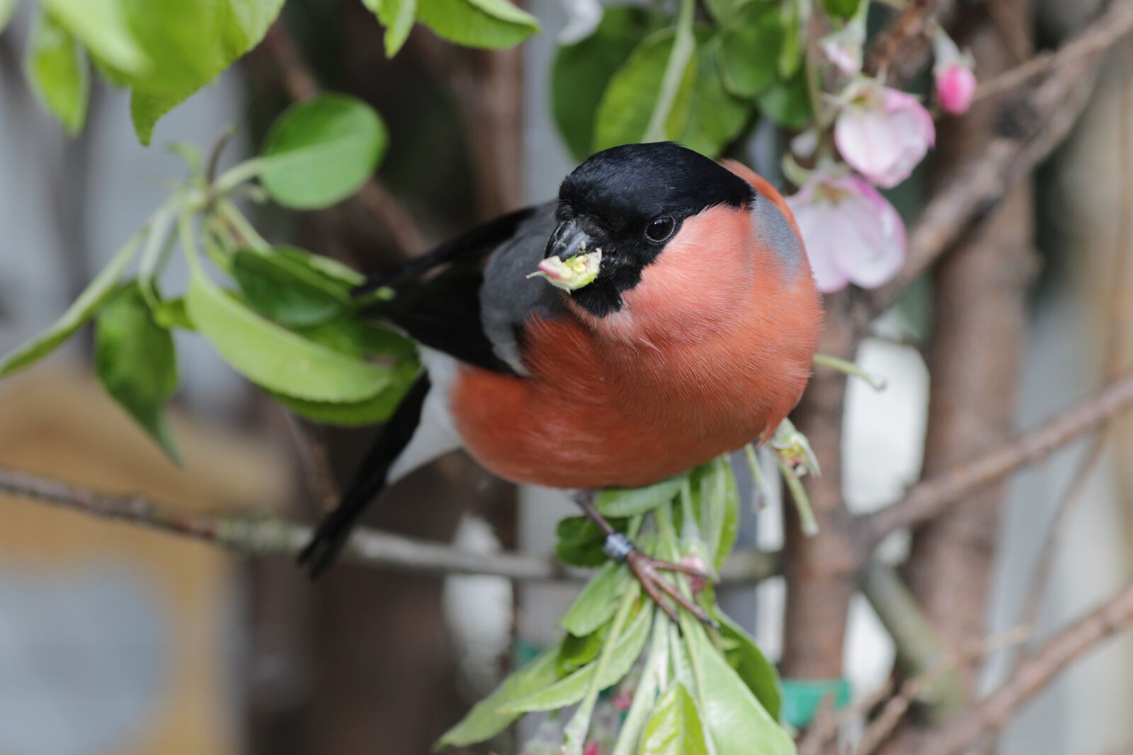 Canon EOS 7D Mark II sample photo. Bullfinch, gimpel, bird photography
