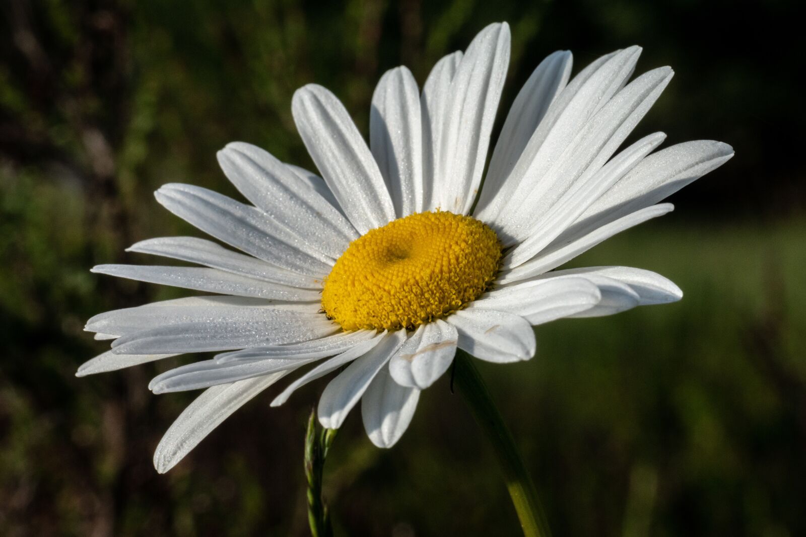 Nikon 1 J5 sample photo. Blossom, bloom, flower photography