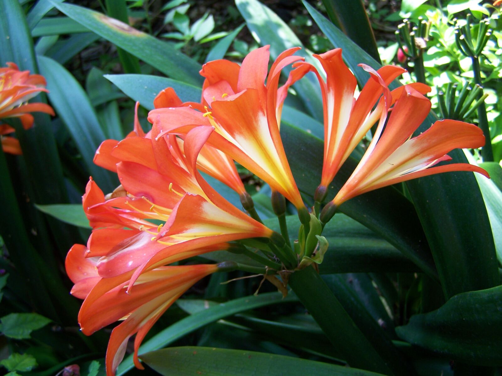 Kodak EASYSHARE Z710 ZOOM DIGITAL CAMERA sample photo. Nature, plant, garden photography