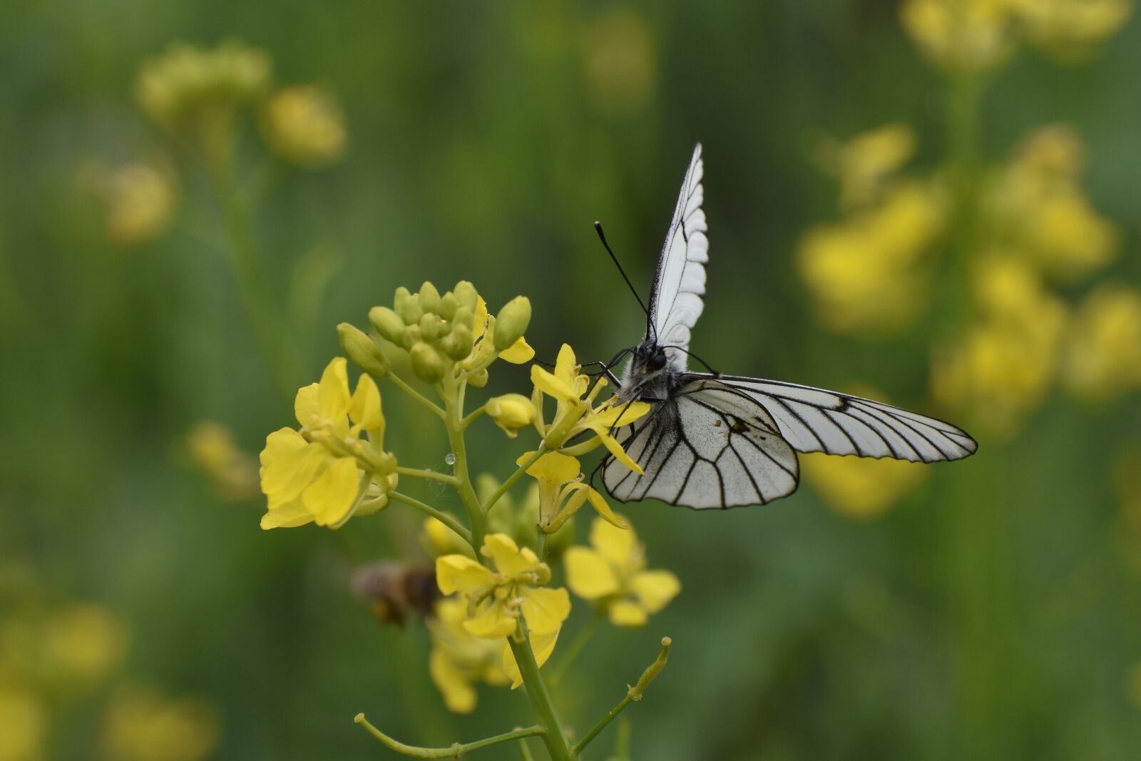 Nikon D3400 sample photo. Butterfly, white, cabbage butterfly photography