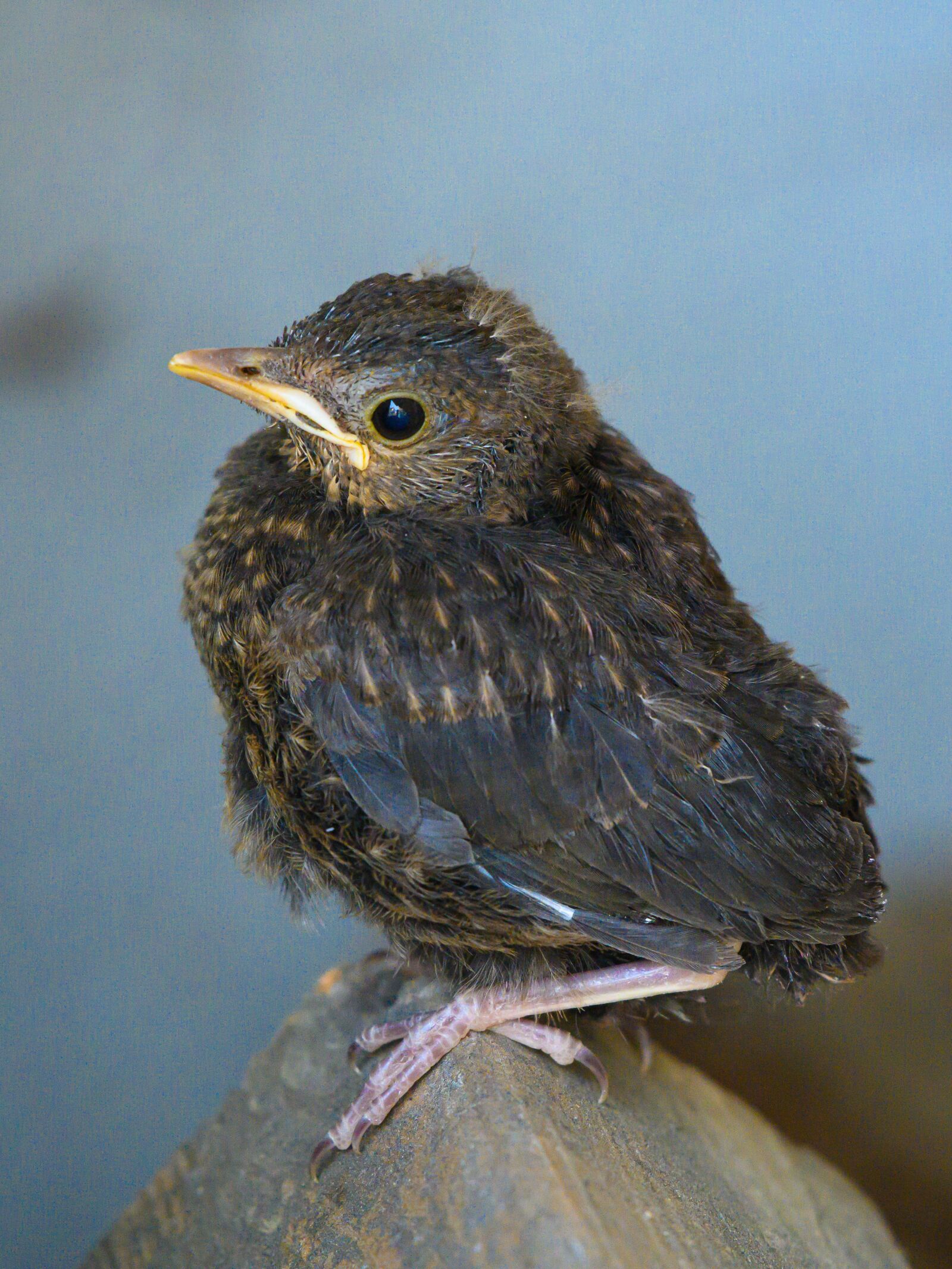 Nikon Z7 sample photo. Blackbird, young bird, bird photography