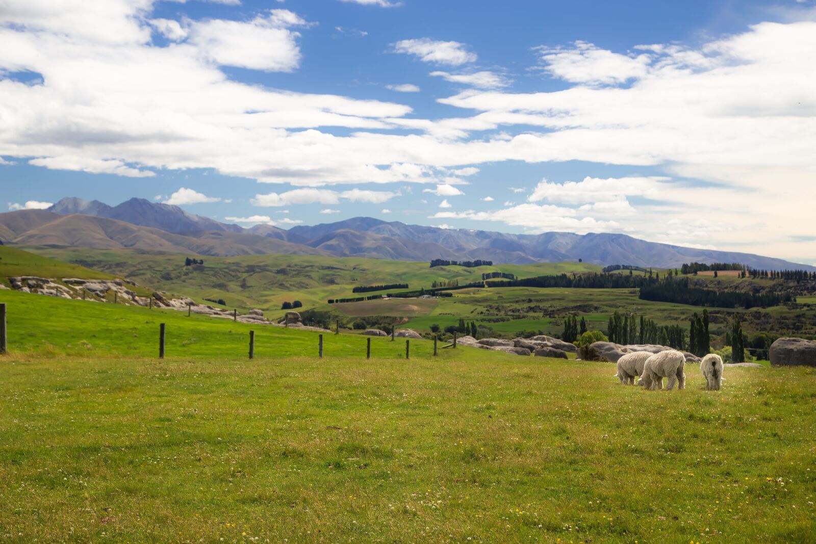 Canon EOS 6D + Canon EF 24-105mm F4L IS USM sample photo. New zealand, sheep, nature photography