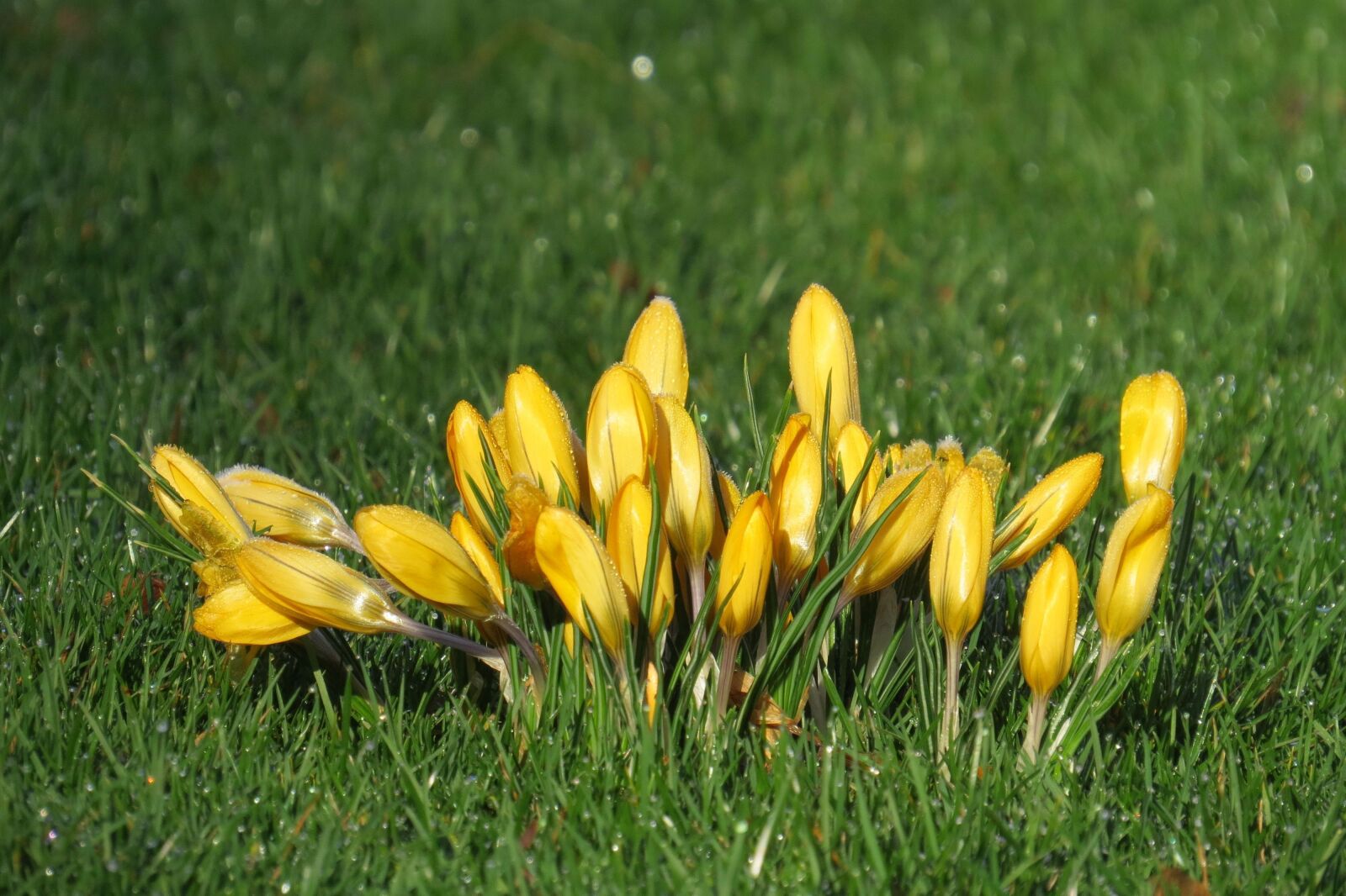 Canon PowerShot SX50 HS sample photo. Crocus, frühlingsanfang, flowers photography