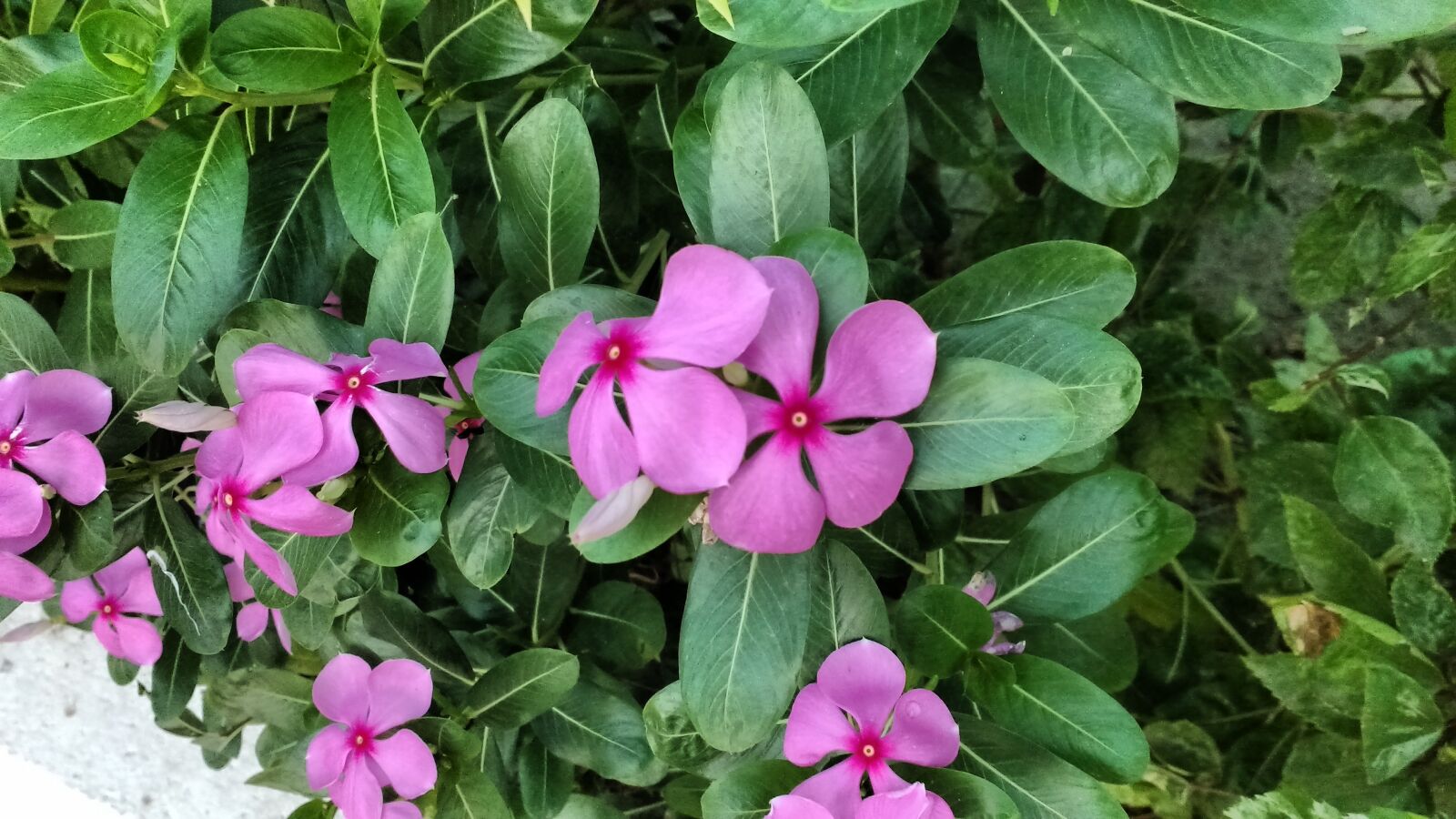 Motorola MotoG3 sample photo