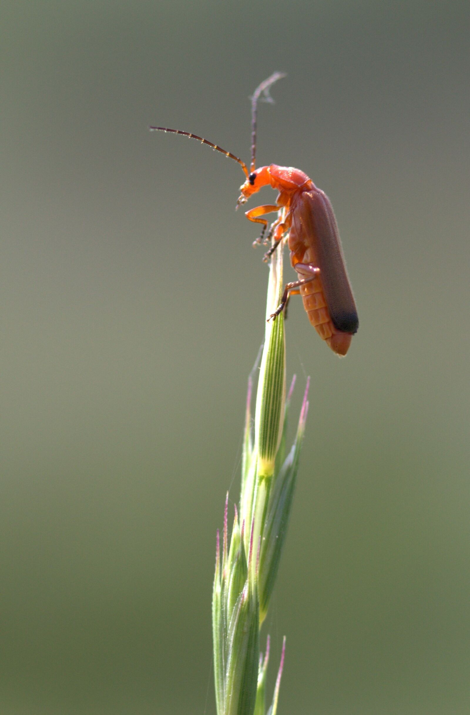 Canon EF-S 60mm F2.8 Macro USM sample photo. Insecta, top, strain photography