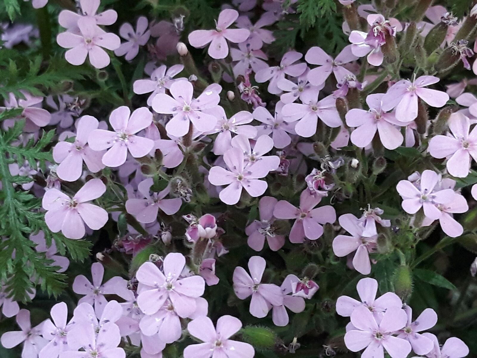 Samsung Galaxy J5 sample photo. Flowers, garden, nature photography