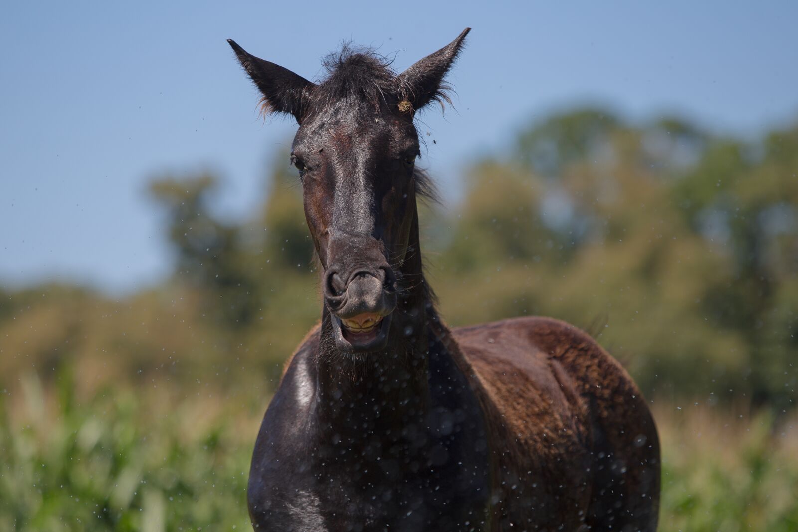Canon EF 70-200mm F2.8L USM sample photo. Horse, koń, konie photography
