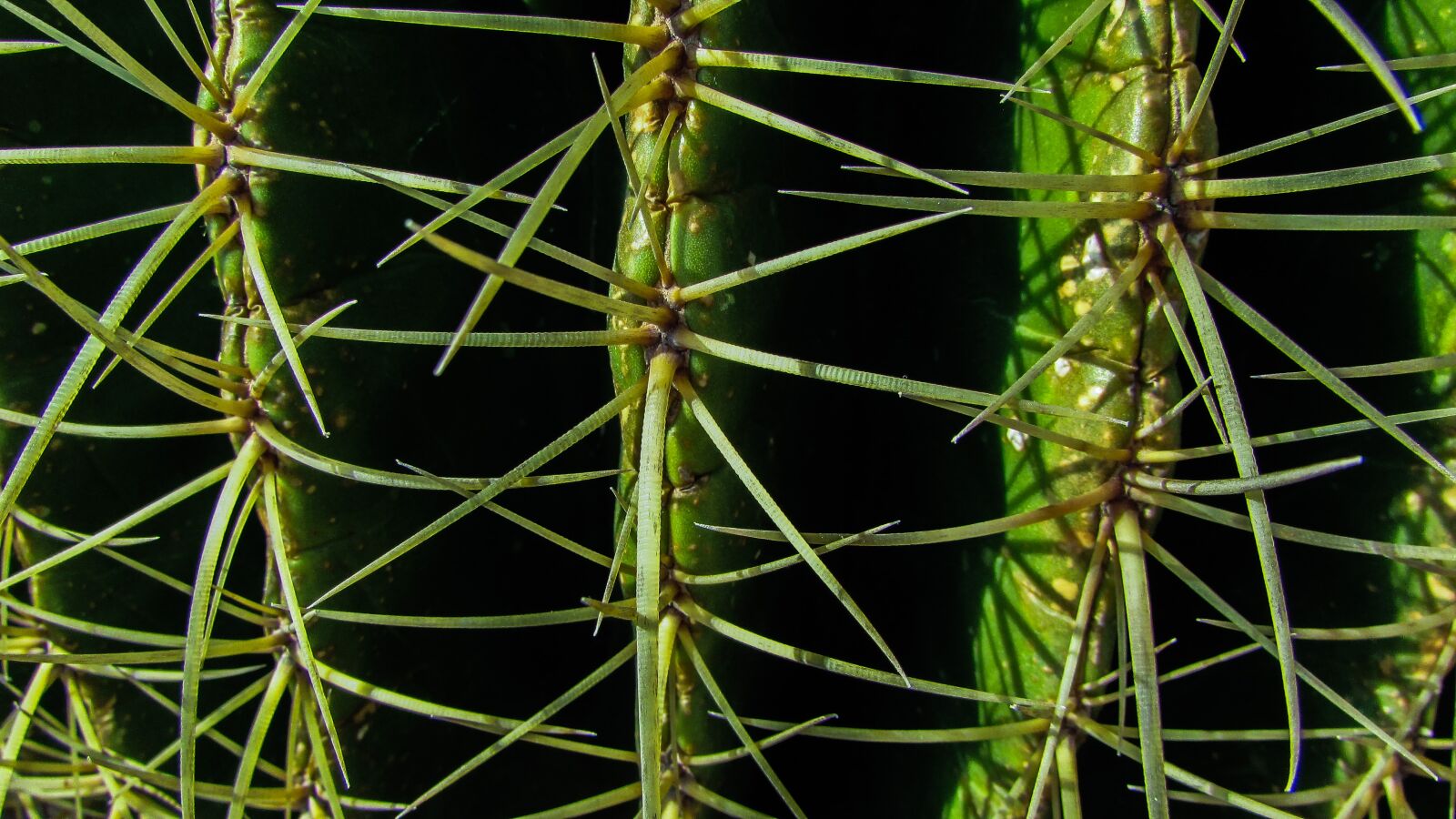Canon PowerShot SX400 IS sample photo. Cactus, thorns, sharp photography