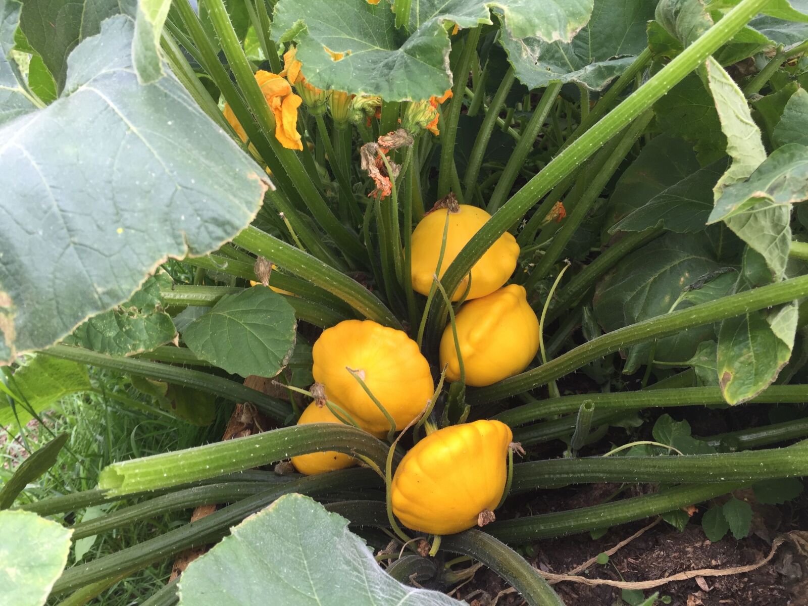 iPhone 6 back camera 4.15mm f/2.2 sample photo. Grow, your, own, squash photography