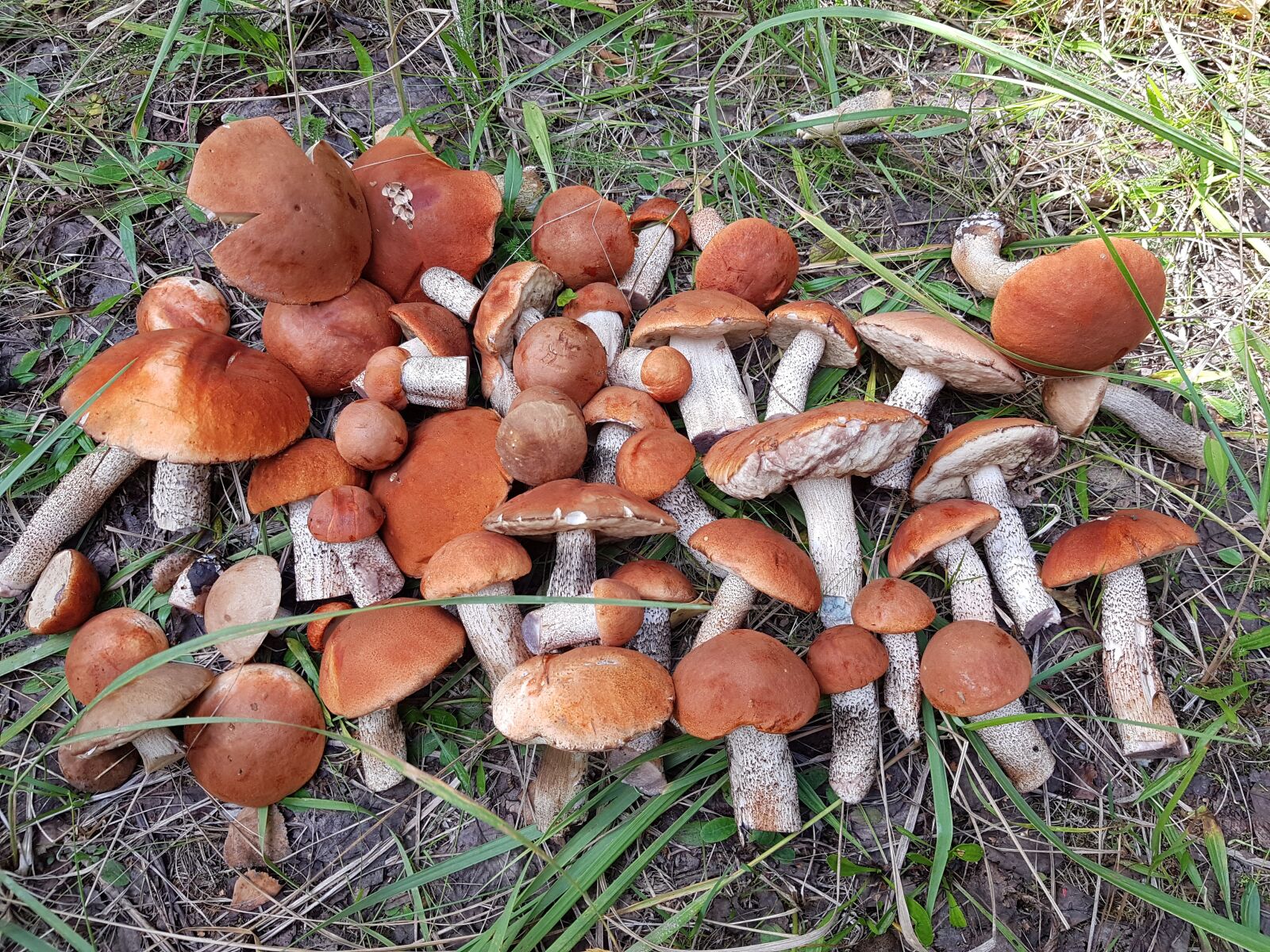 Samsung Galaxy S7 sample photo. Mushroom, white mushroom, forest photography