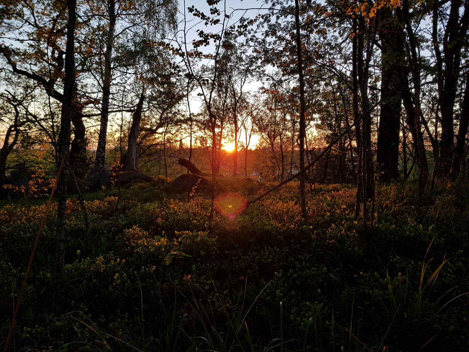 Samsung Galaxy S8+ sample photo. Forest, sunset photography