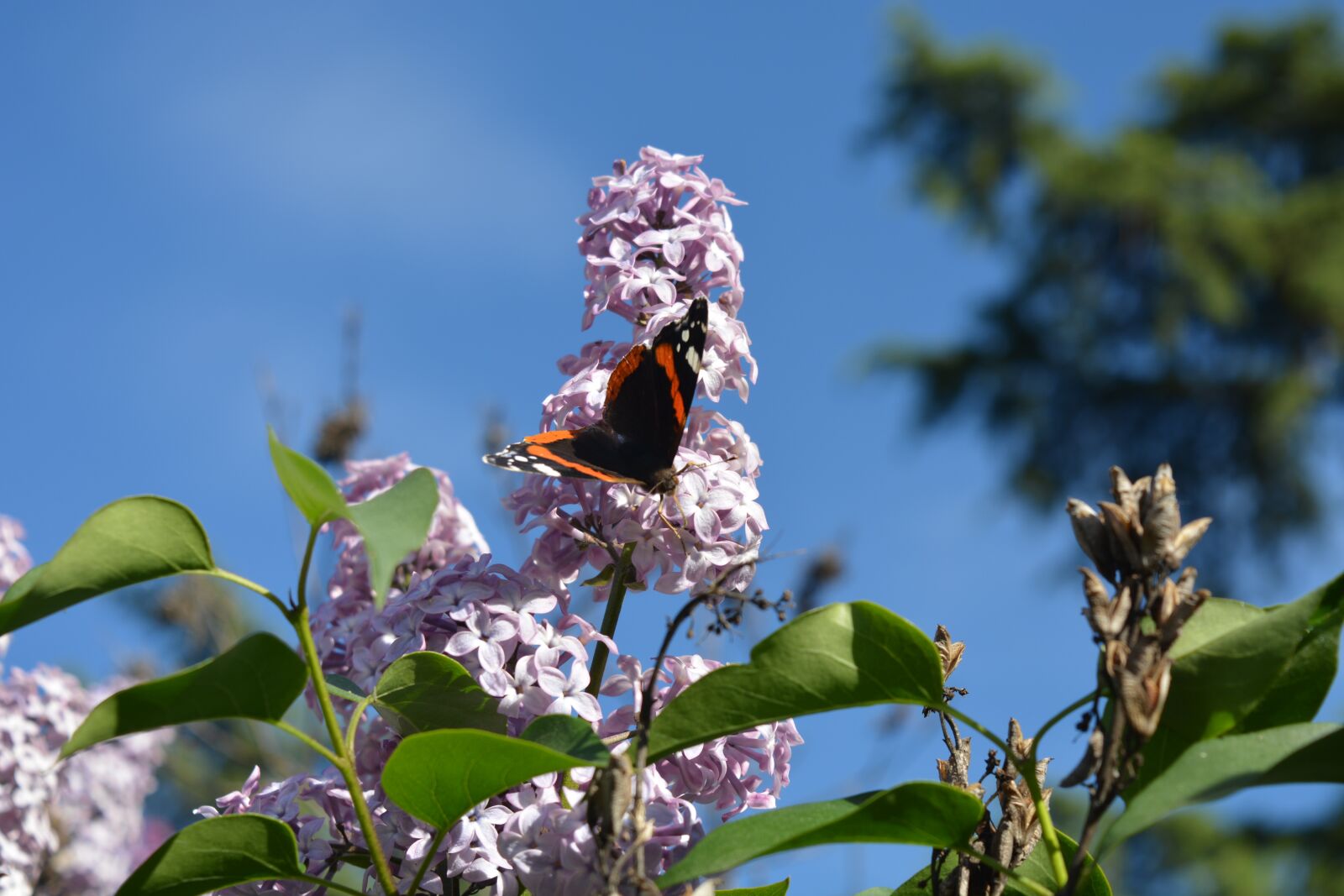 Nikon D5200 sample photo. Butterfly, insects, garden photography