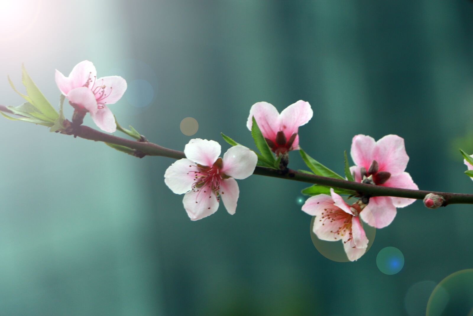 Canon EOS 70D sample photo. Spring, flower, peach blossom photography