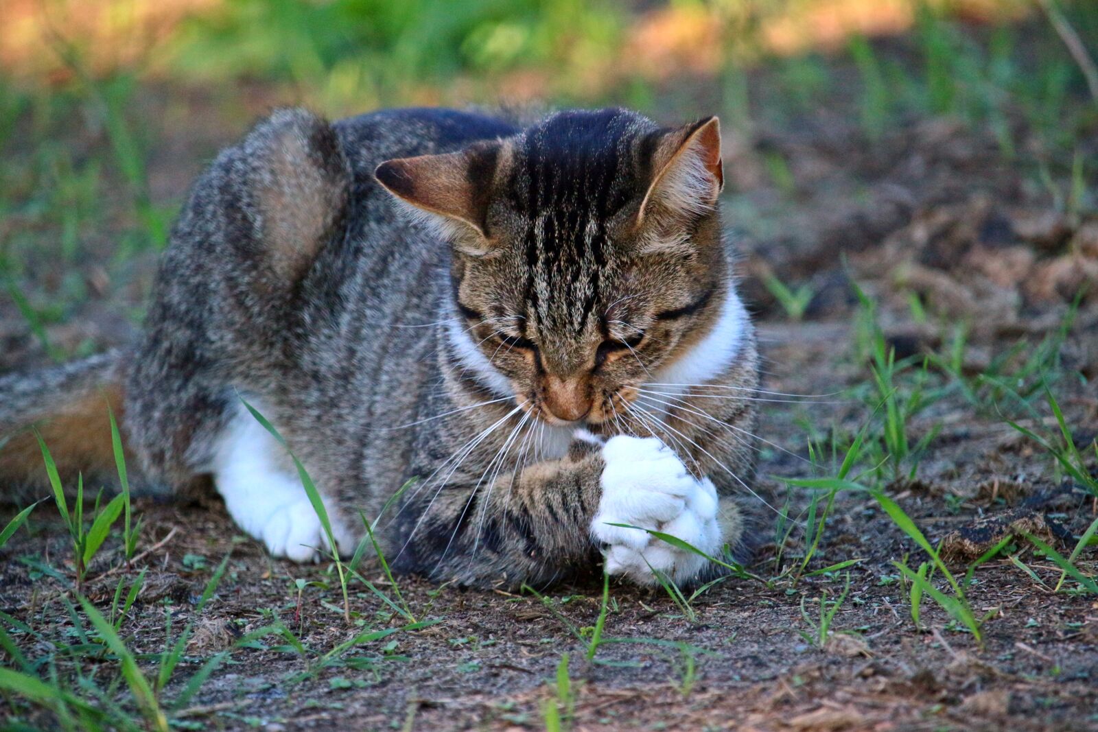 Canon EOS 100D (EOS Rebel SL1 / EOS Kiss X7) sample photo. Cat, kitten, prey photography