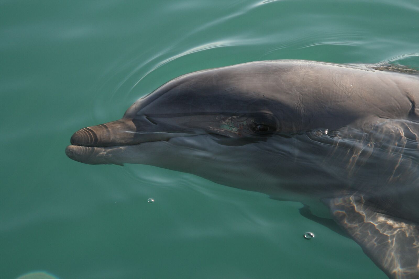 Canon EOS 400D (EOS Digital Rebel XTi / EOS Kiss Digital X) sample photo. The dolphin, sea, water photography