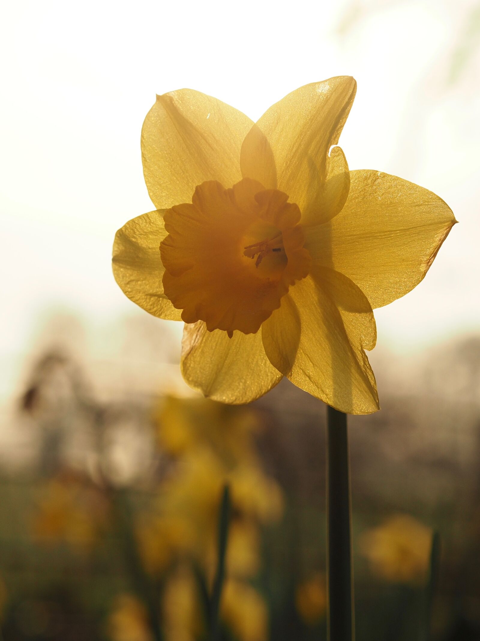 Olympus OM-D E-M5 II sample photo