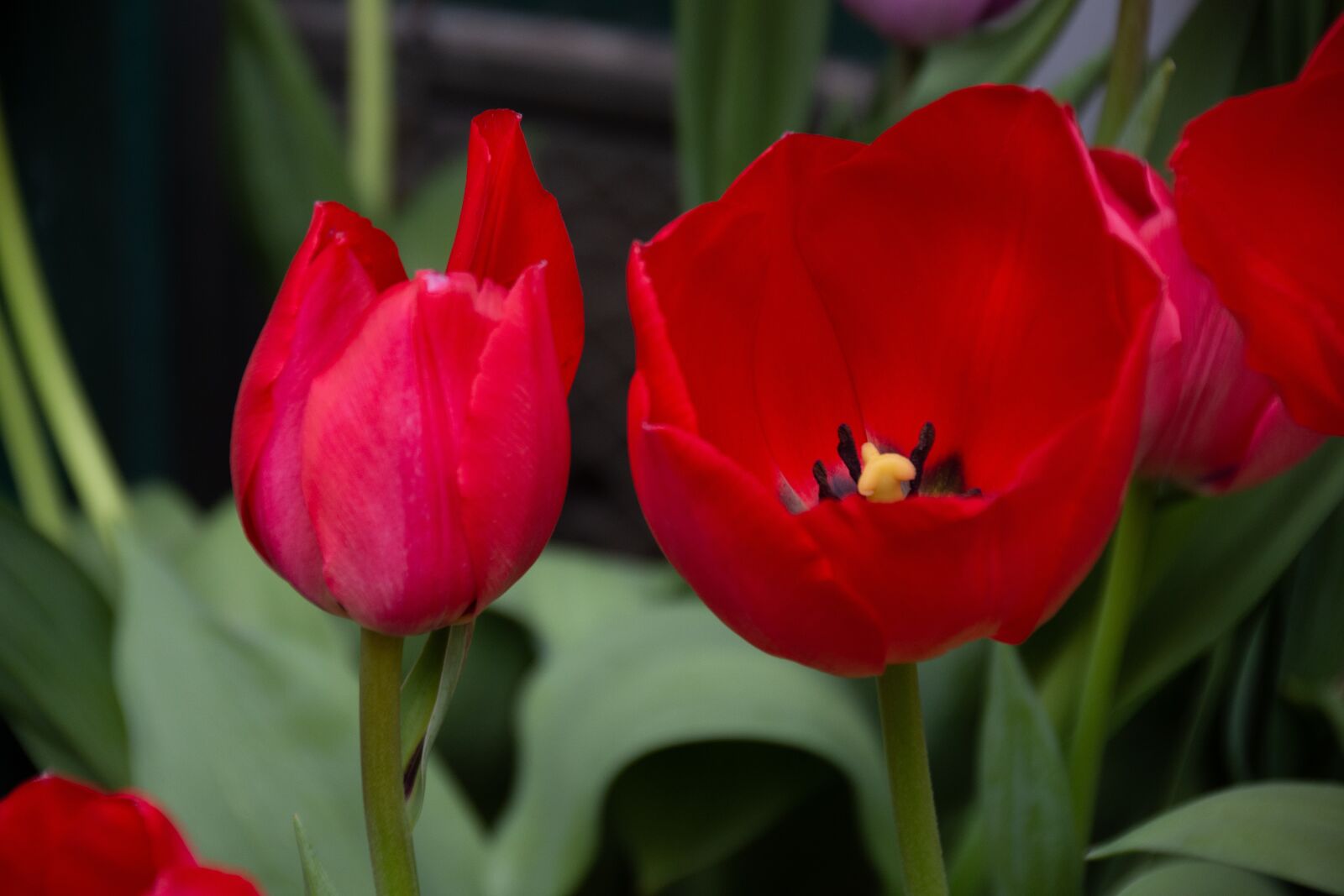 Nikon D7200 + Tamron 18-270mm F3.5-6.3 Di II VC PZD sample photo. Spring, flowers, garden photography