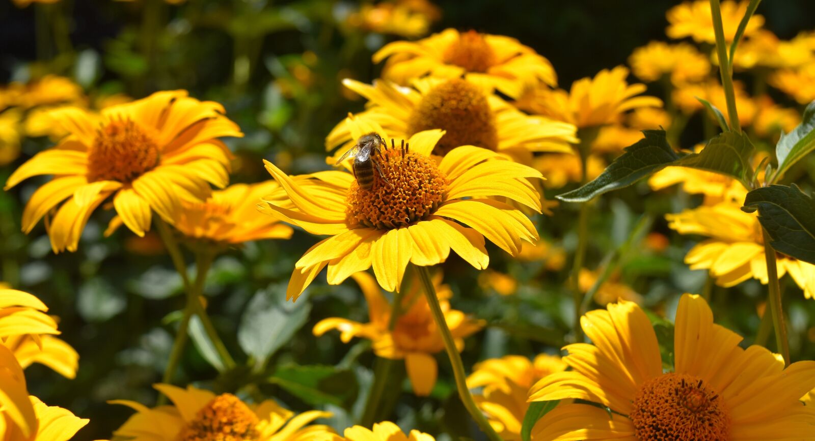 Nikon D7200 sample photo. Flowers, bee, yellow photography