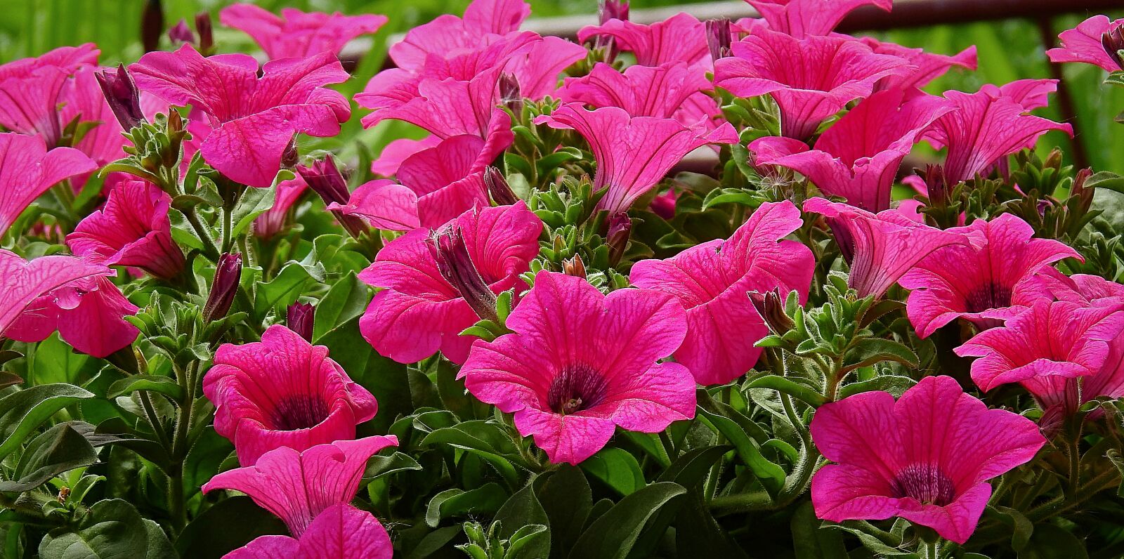 Nikon Coolpix P900 sample photo. Flowers, spring, flowering photography