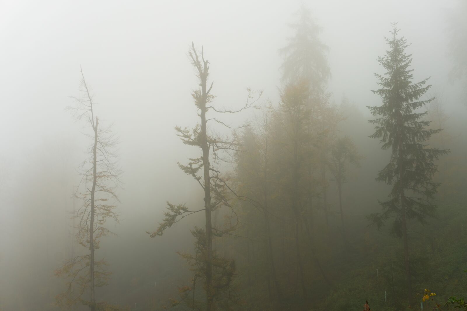 Sony a6500 sample photo. Trees, fog, autumn photography