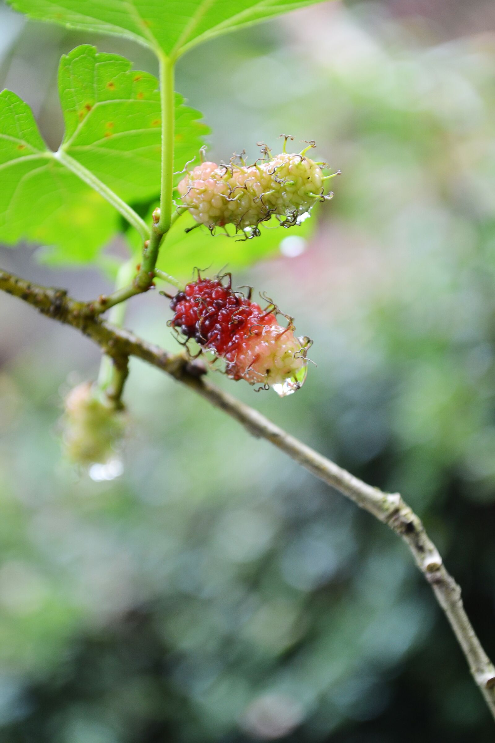 Nikon D3100 sample photo. Kamblimas, berries, berry photography