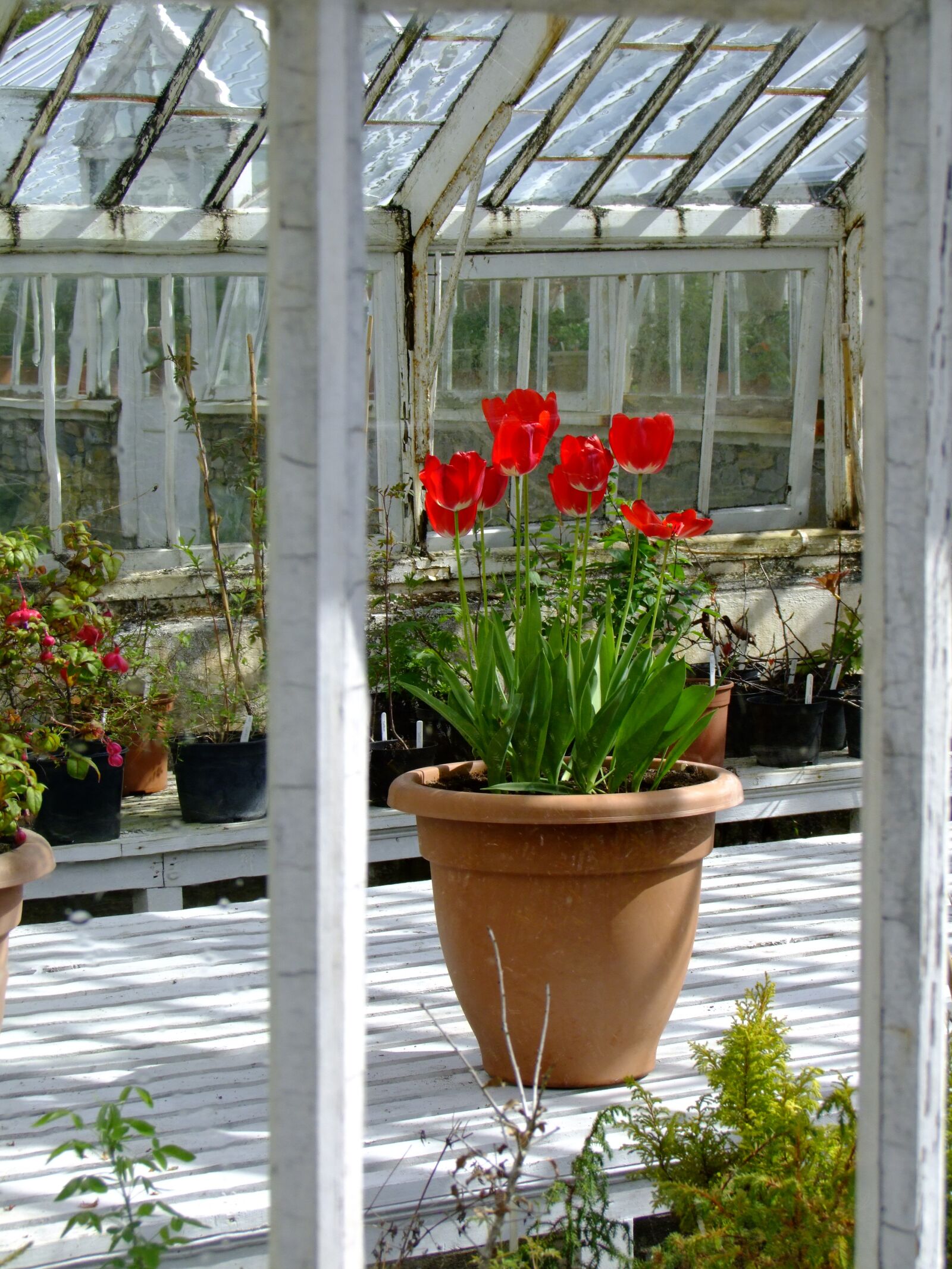 Fujifilm FinePix S100fs sample photo. Ireland, greenhouses, old photography