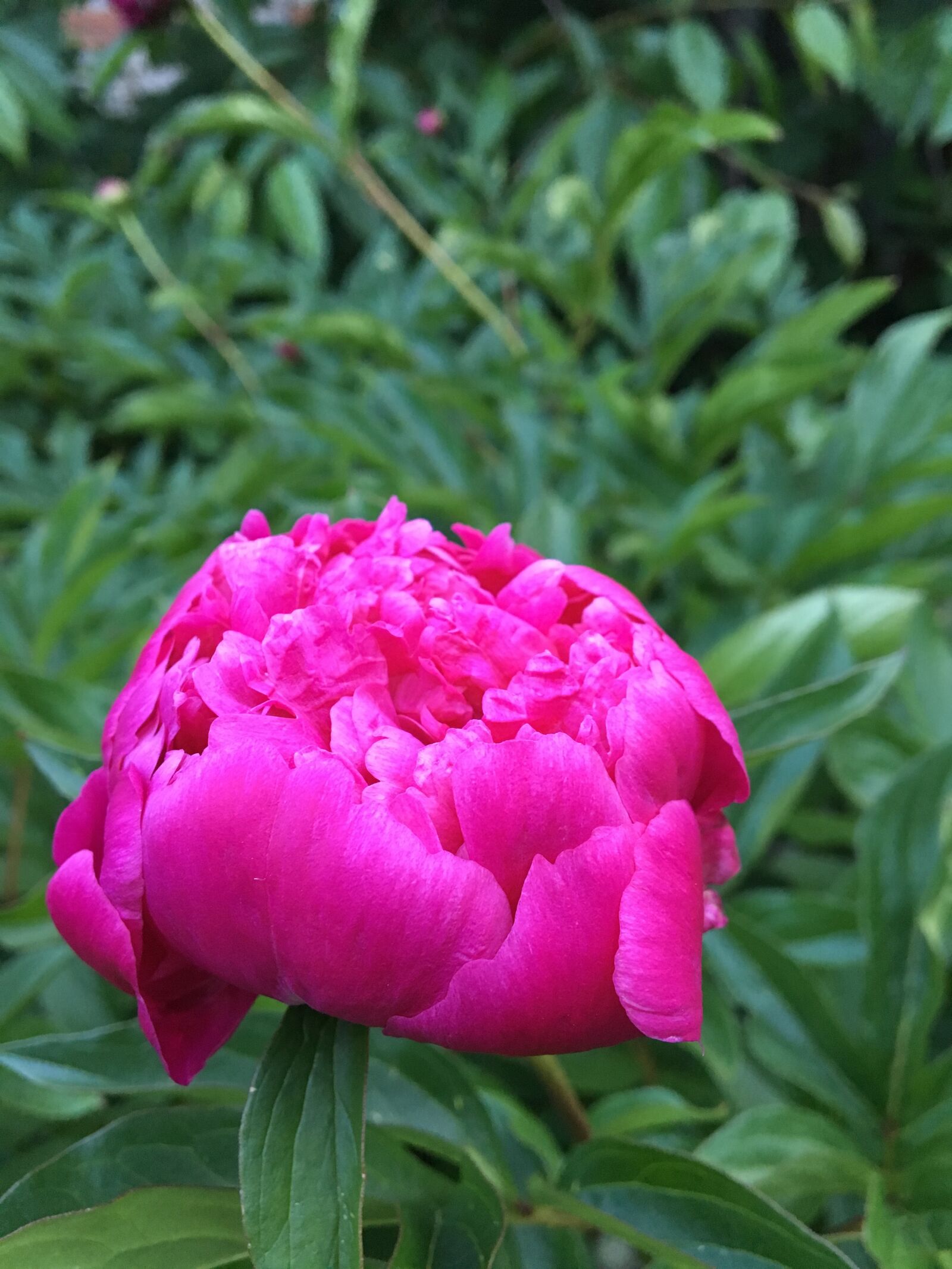 Apple iPhone 6s sample photo. Peony, pink peony, flower photography