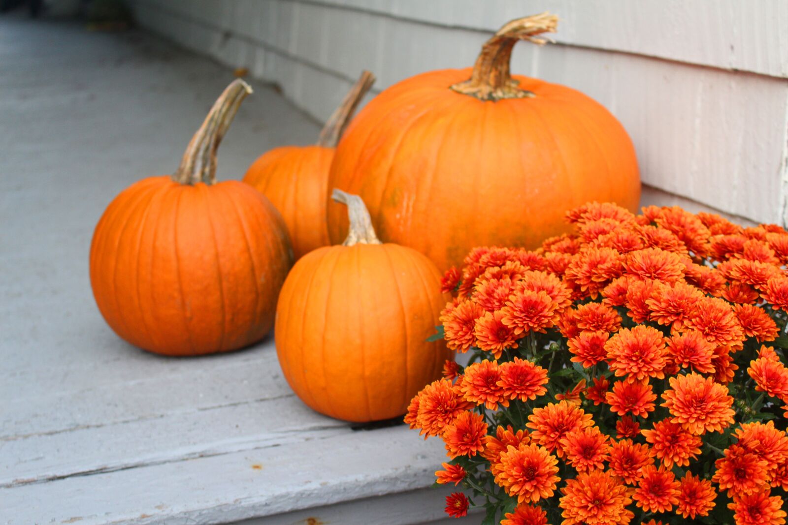 Canon EOS 700D (EOS Rebel T5i / EOS Kiss X7i) sample photo. Halloween, autumn, pumpkin photography