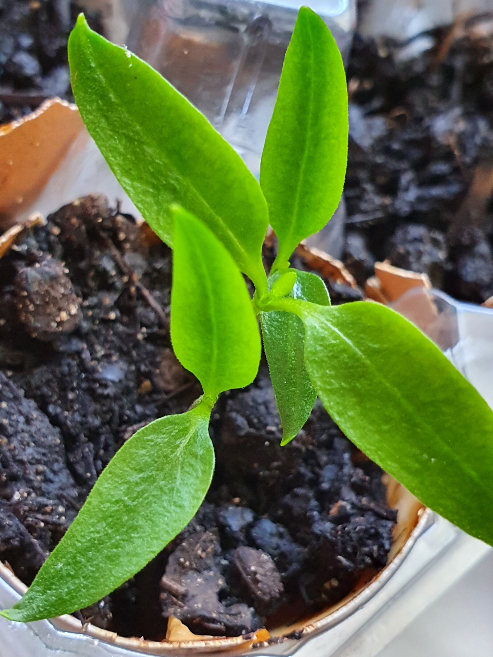 Samsung Galaxy S10 sample photo. Growth, life, pepper photography