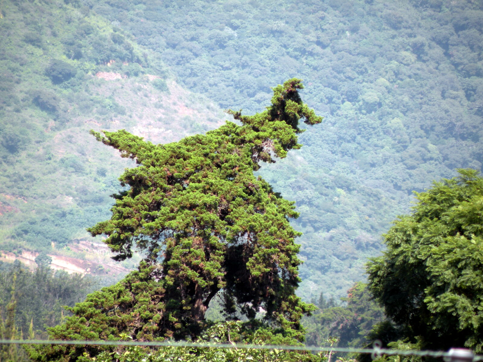Nikon Coolpix P80 sample photo. Animal, tree, green, nature photography