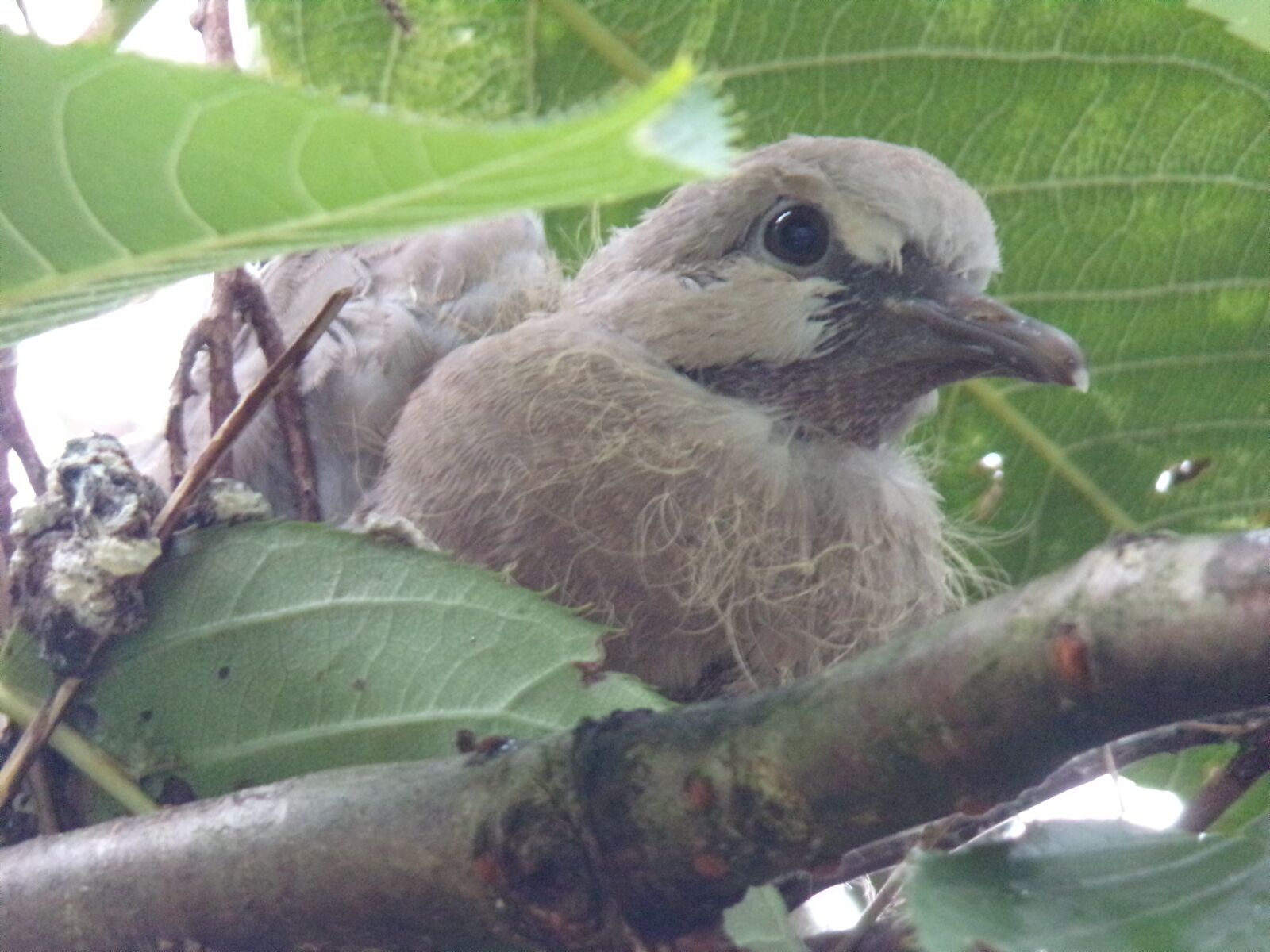 JK KODAK PIXPRO AZ421 sample photo. Wildlife, baby, bird photography
