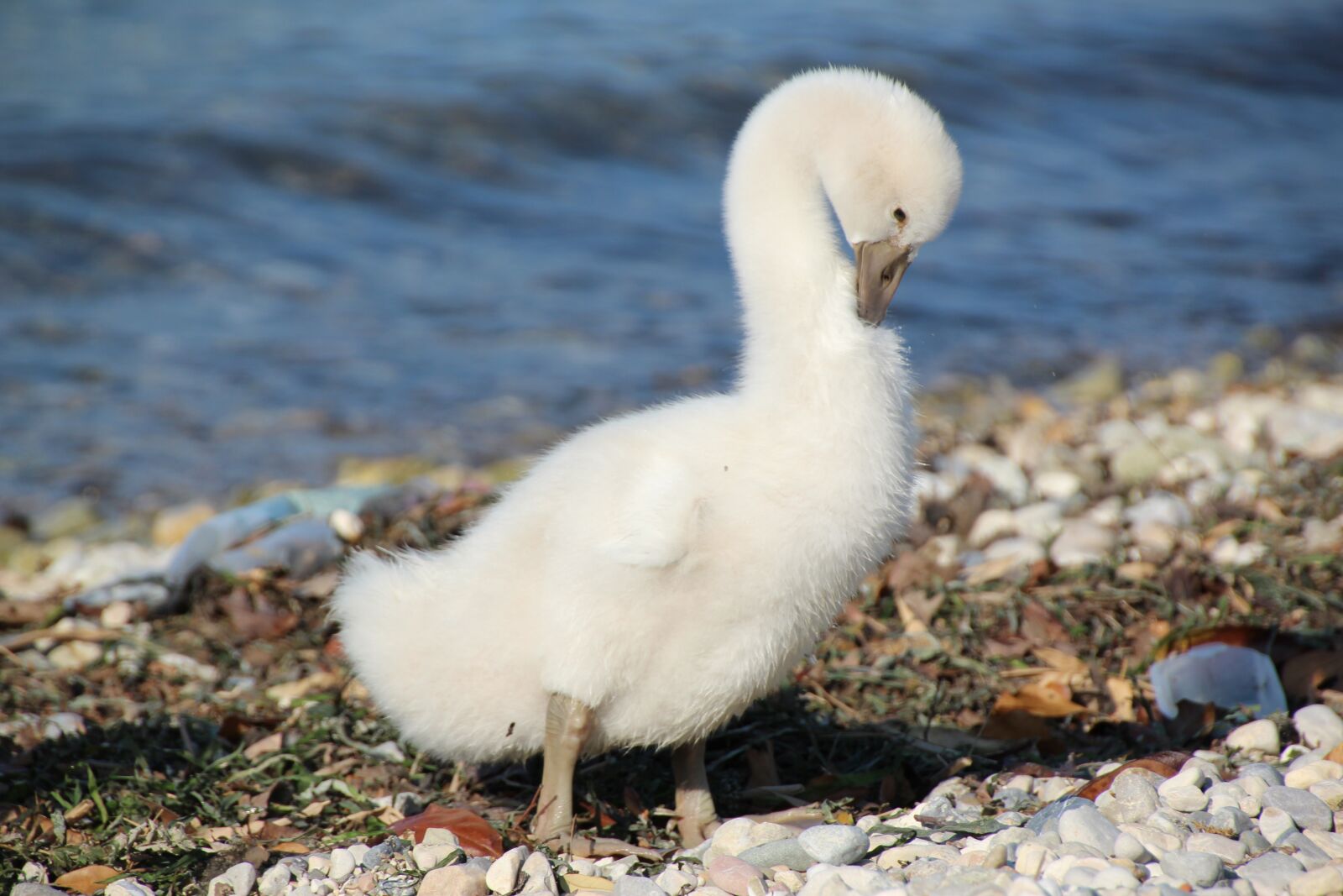 Canon EOS 1200D (EOS Rebel T5 / EOS Kiss X70 / EOS Hi) sample photo. Young swan, white, water photography