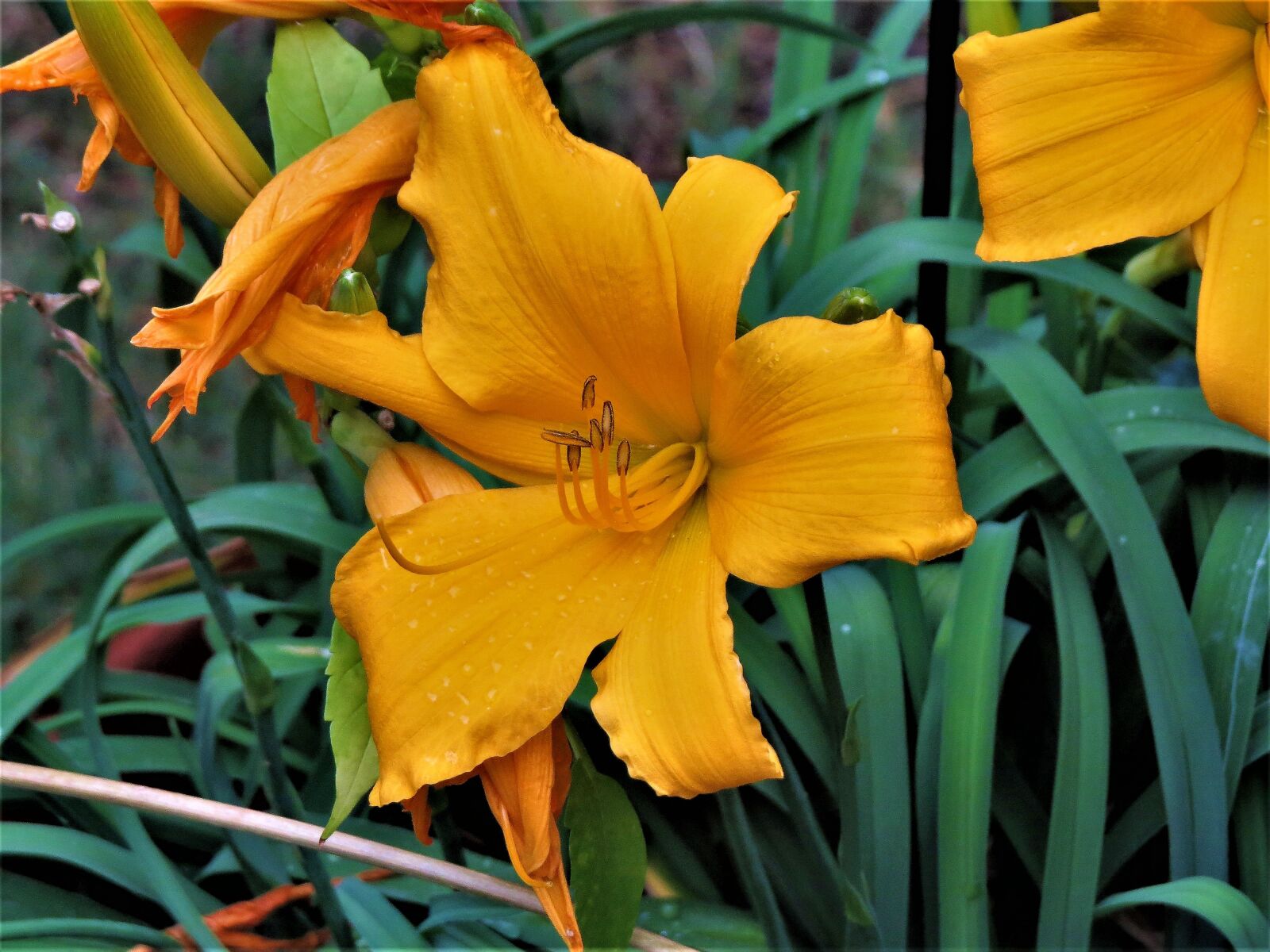 Canon PowerShot SX50 HS sample photo. Flower, yellow, green photography