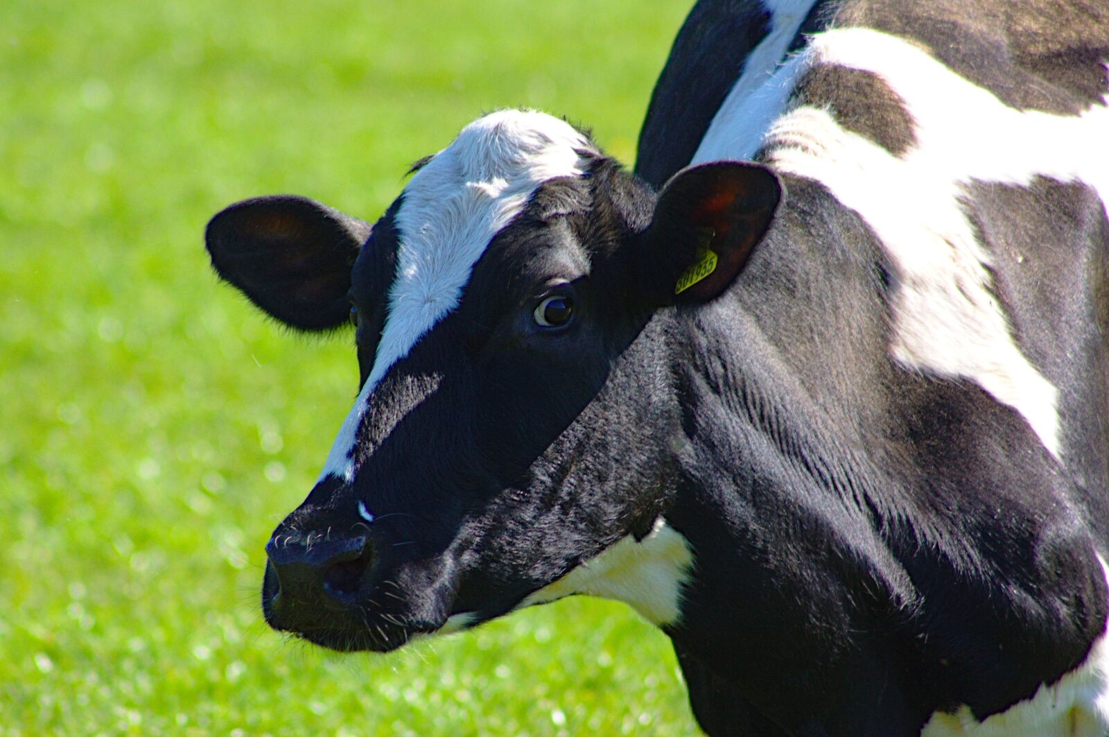 Canon EOS 50D sample photo. Cow, farm, wales photography