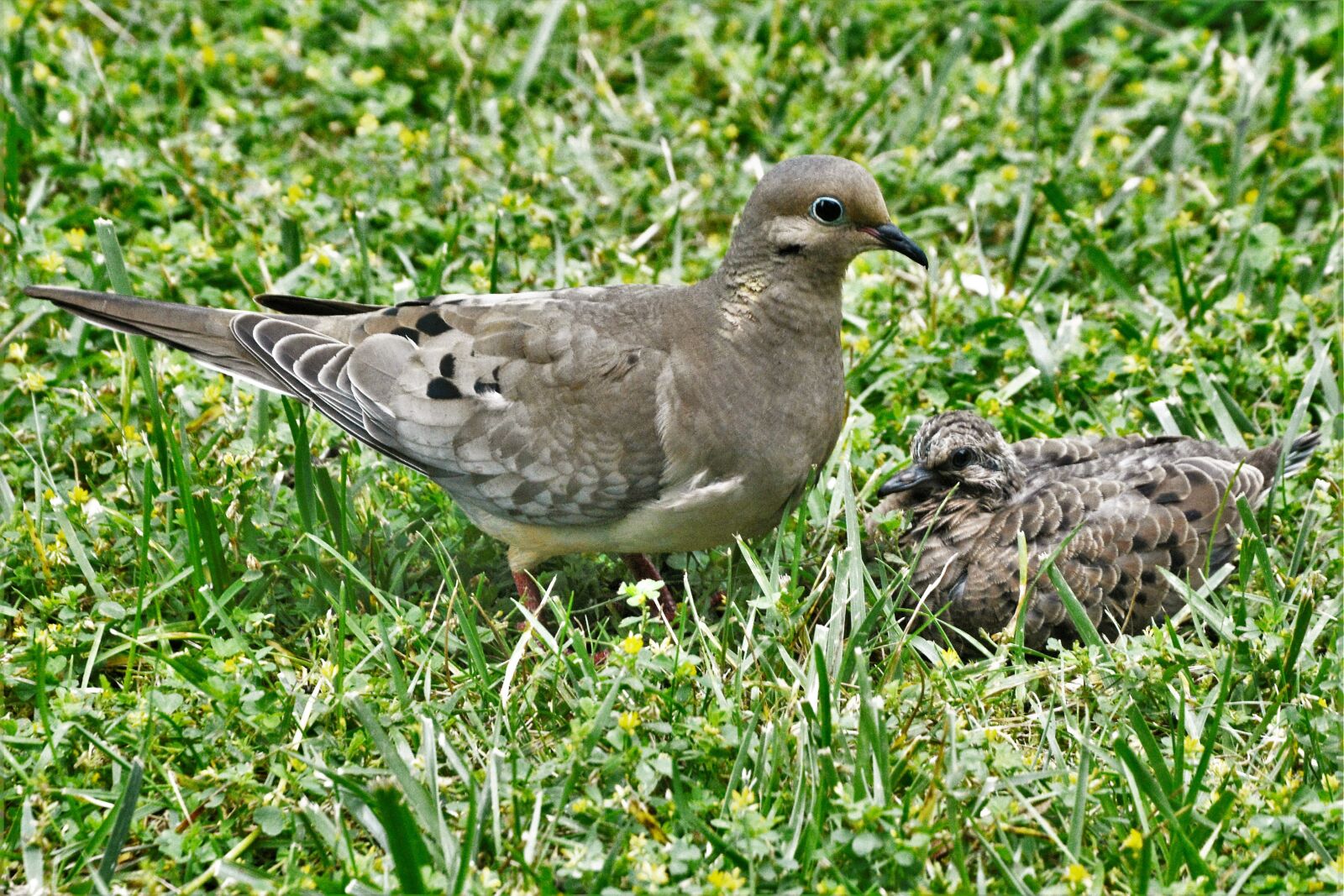 Nikon D7100 sample photo. Pigeon, mother nurturing baby photography