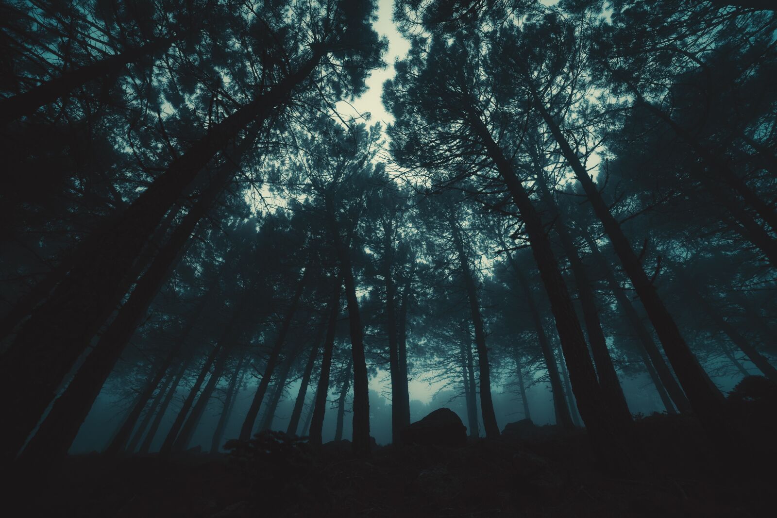 Olympus E-620 (EVOLT E-620) sample photo. Fog, forest, tree photography
