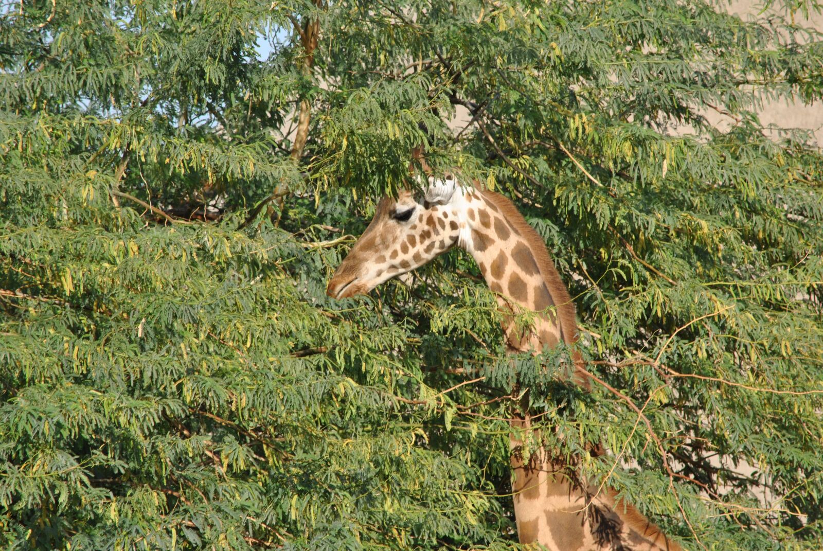 Nikon D3000 sample photo. Giraffe, safari, africa photography