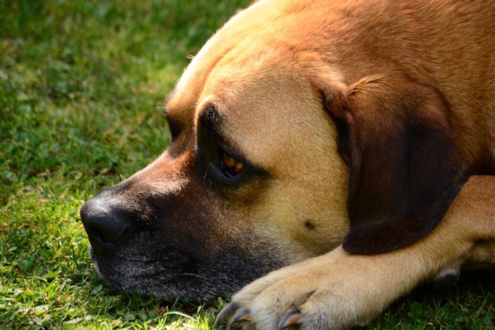 Nikon D5200 sample photo. Dog, pet, animal photography