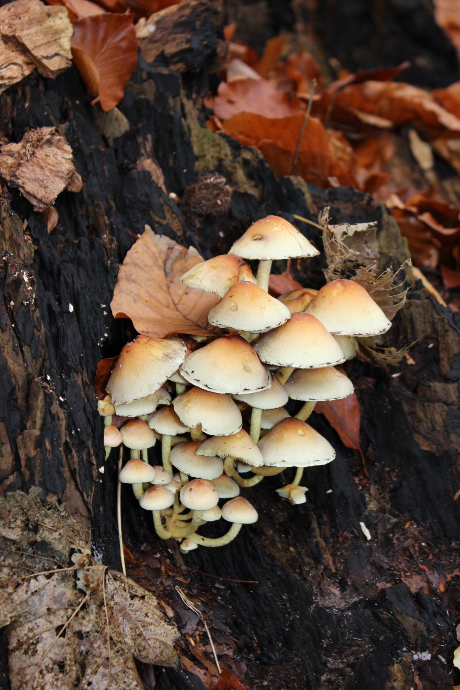 Canon EOS 600D (Rebel EOS T3i / EOS Kiss X5) sample photo. Mushrooms, forest, autumn photography