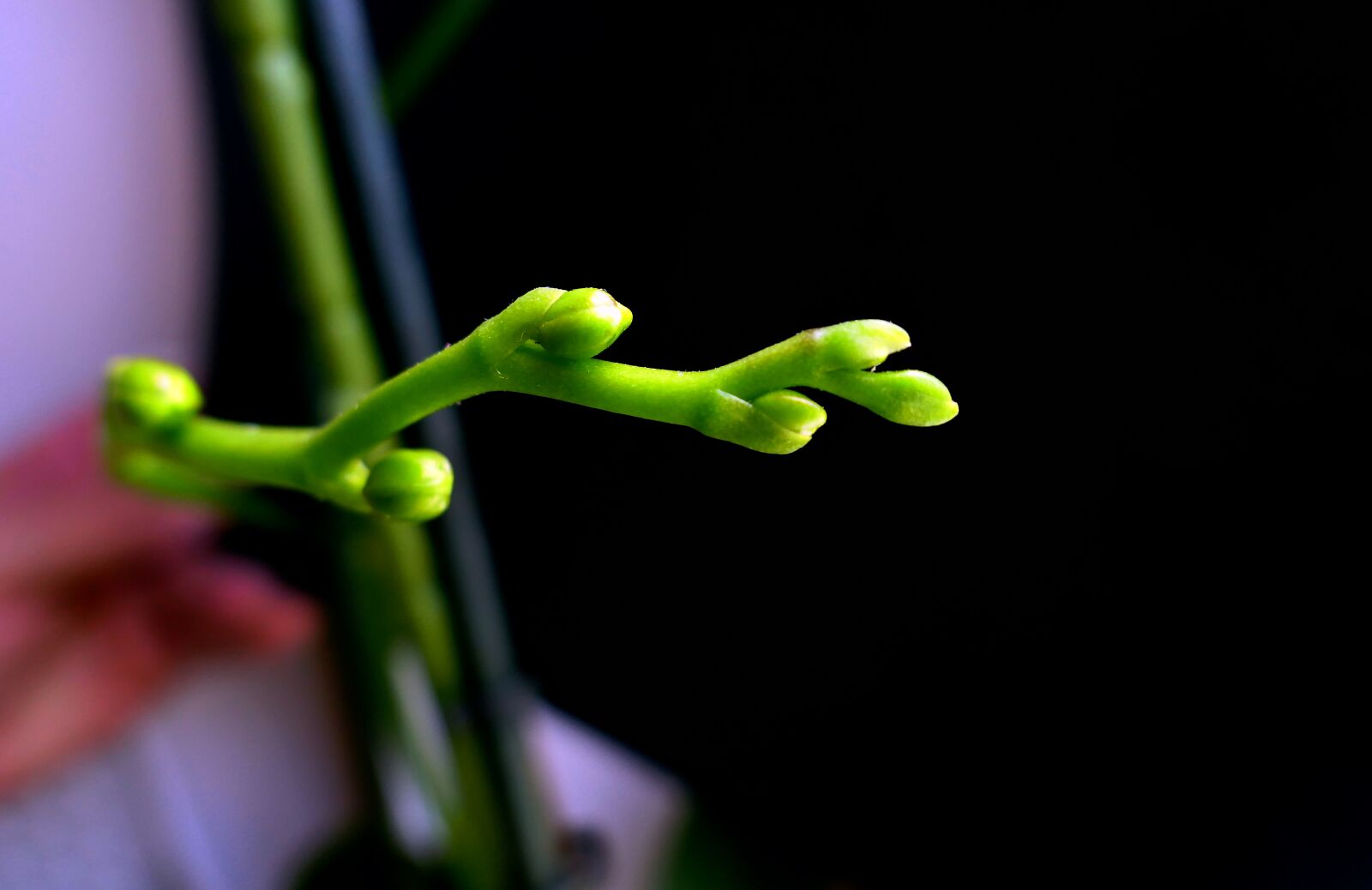Panasonic Lumix DMC-LX10 (Lumix DMC-LX15) sample photo. Orchid, flower buds, blossom photography
