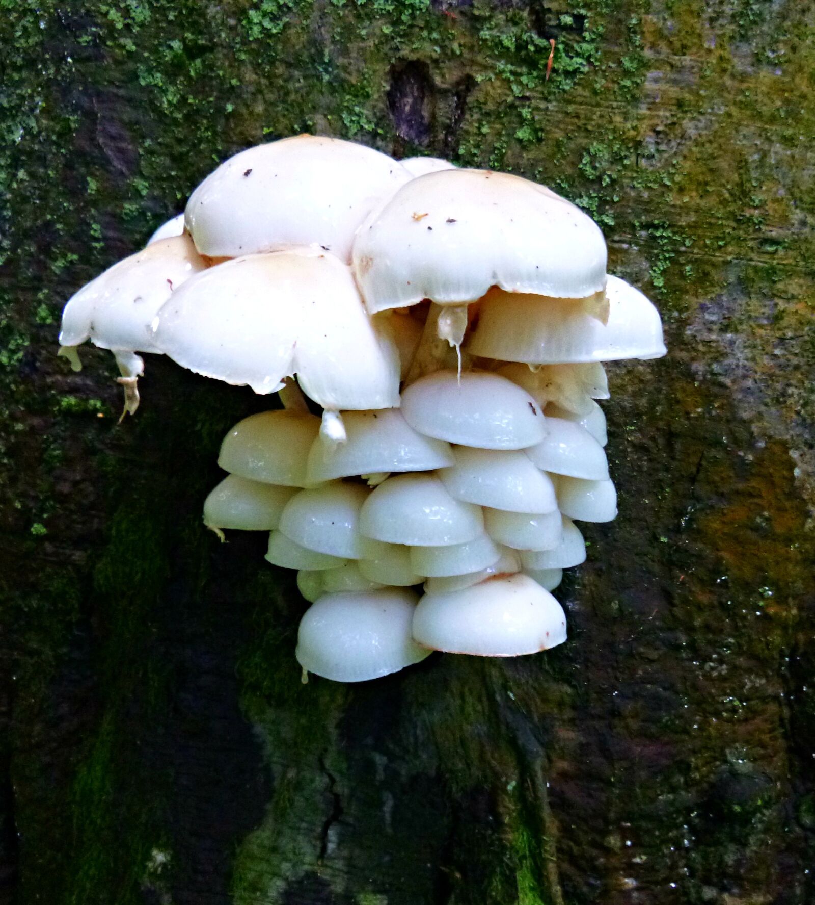 Panasonic DMC-FT20 sample photo. Mushroom, fungus, mushrooms photography