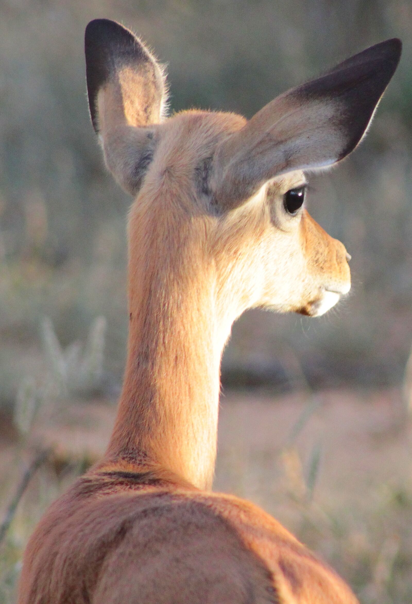 Canon EF75-300mm f/4-5.6 sample photo. Nature, wildlife, mammal photography