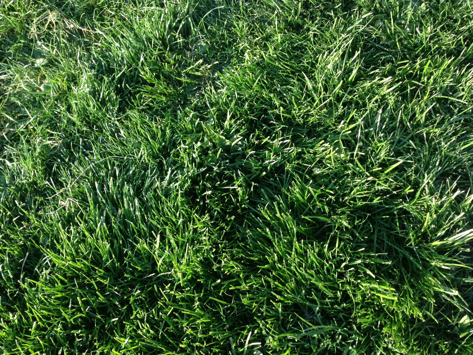 Apple iPhone 5 sample photo. Green, grass, field photography