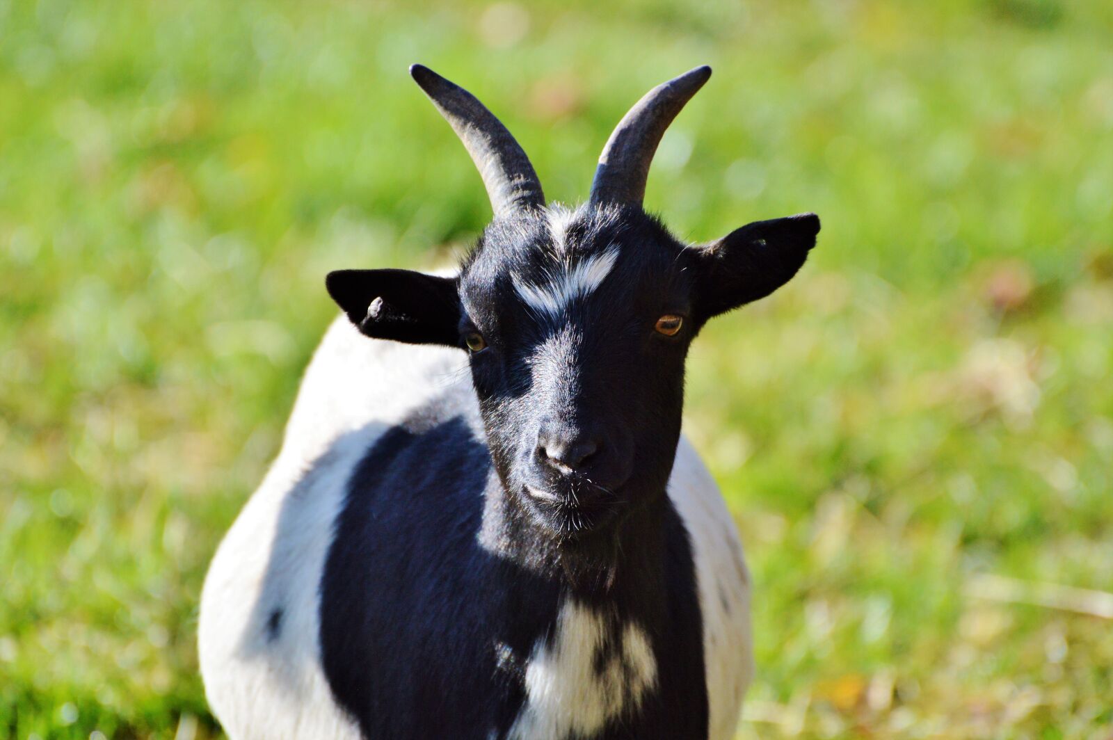 Nikon D3200 sample photo. Dwarf goat, goat, domestic photography