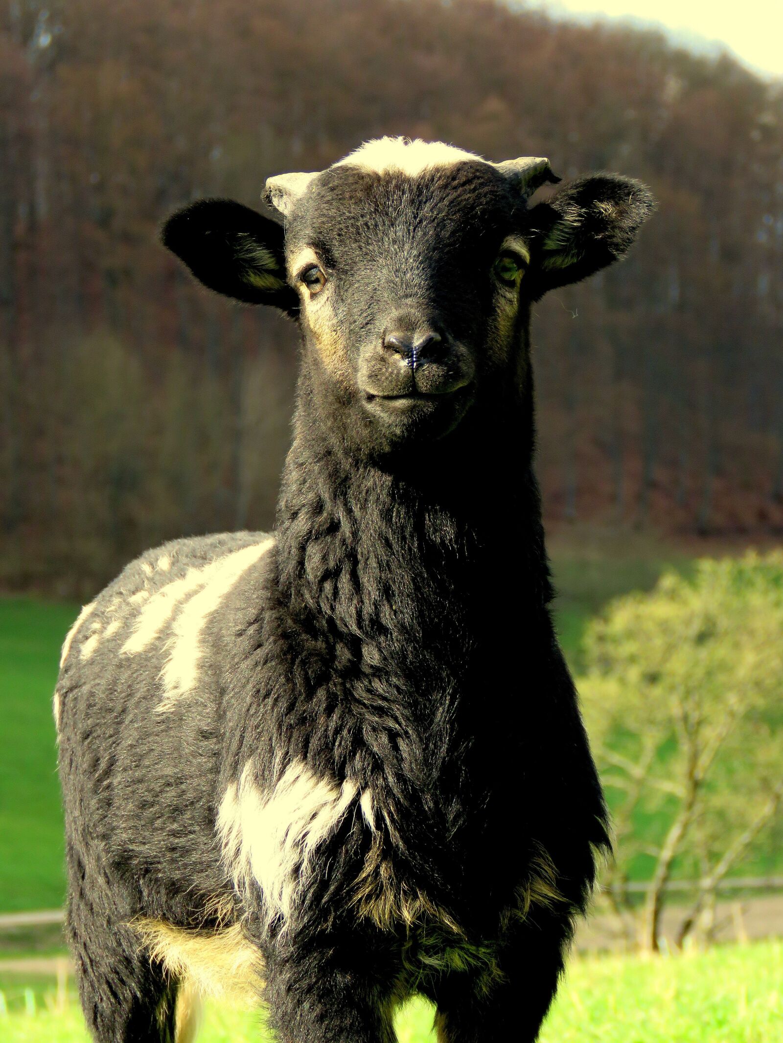 Canon PowerShot SX60 HS sample photo. Sheep, black, pillar photography