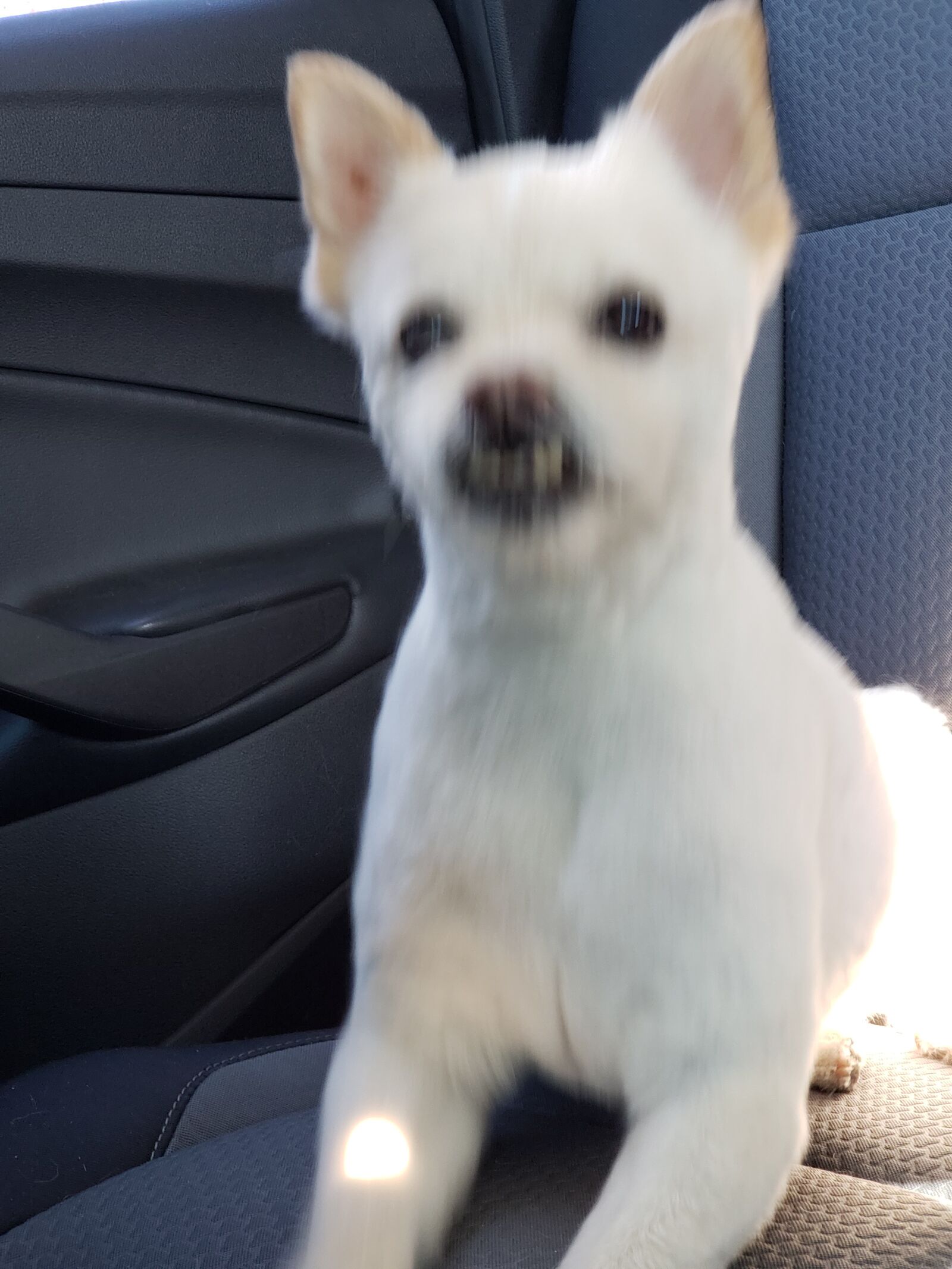 Samsung Galaxy S9+ sample photo. Puppy, american pocket bully photography