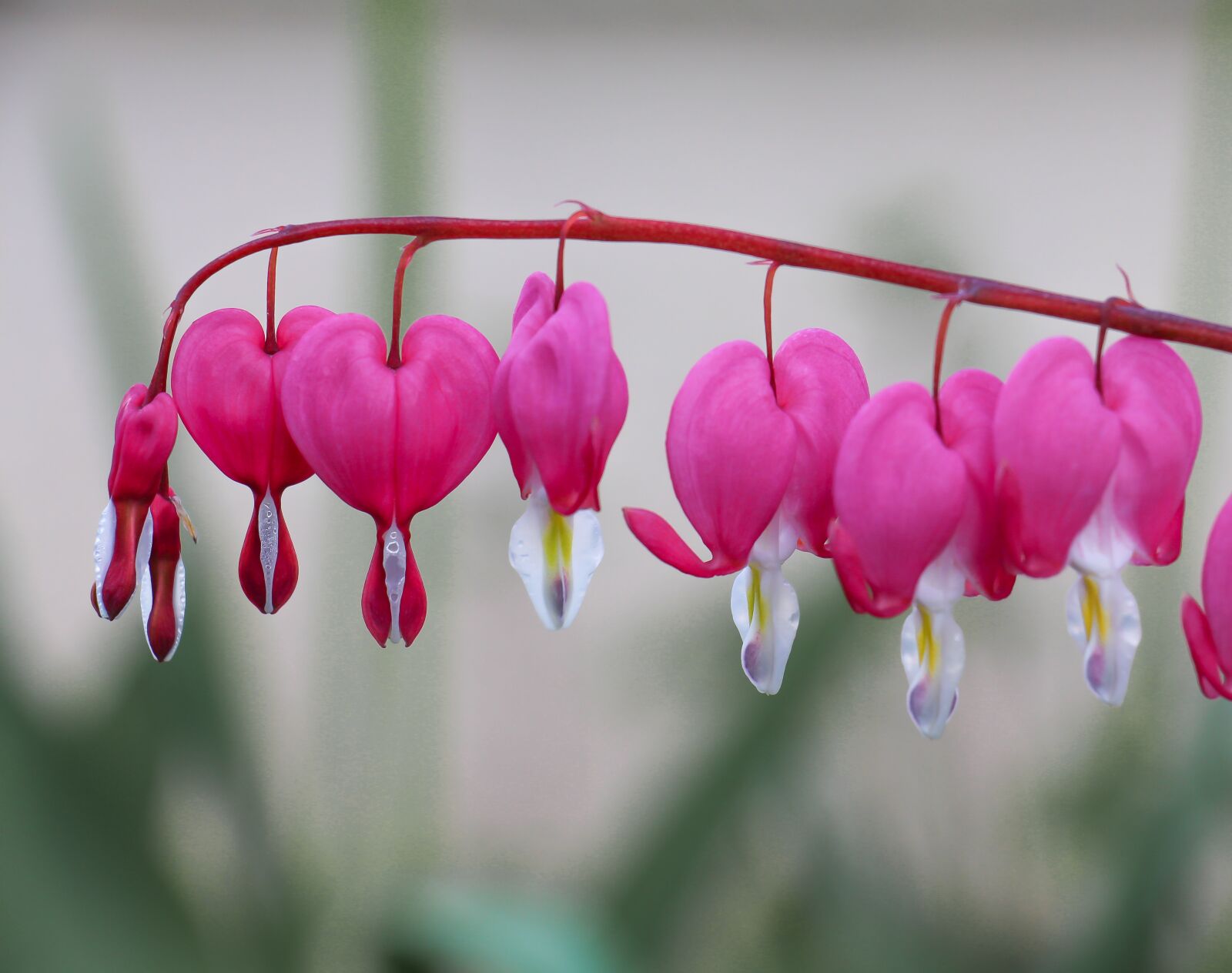 Canon EOS 700D (EOS Rebel T5i / EOS Kiss X7i) sample photo. Nature, flower, plant photography